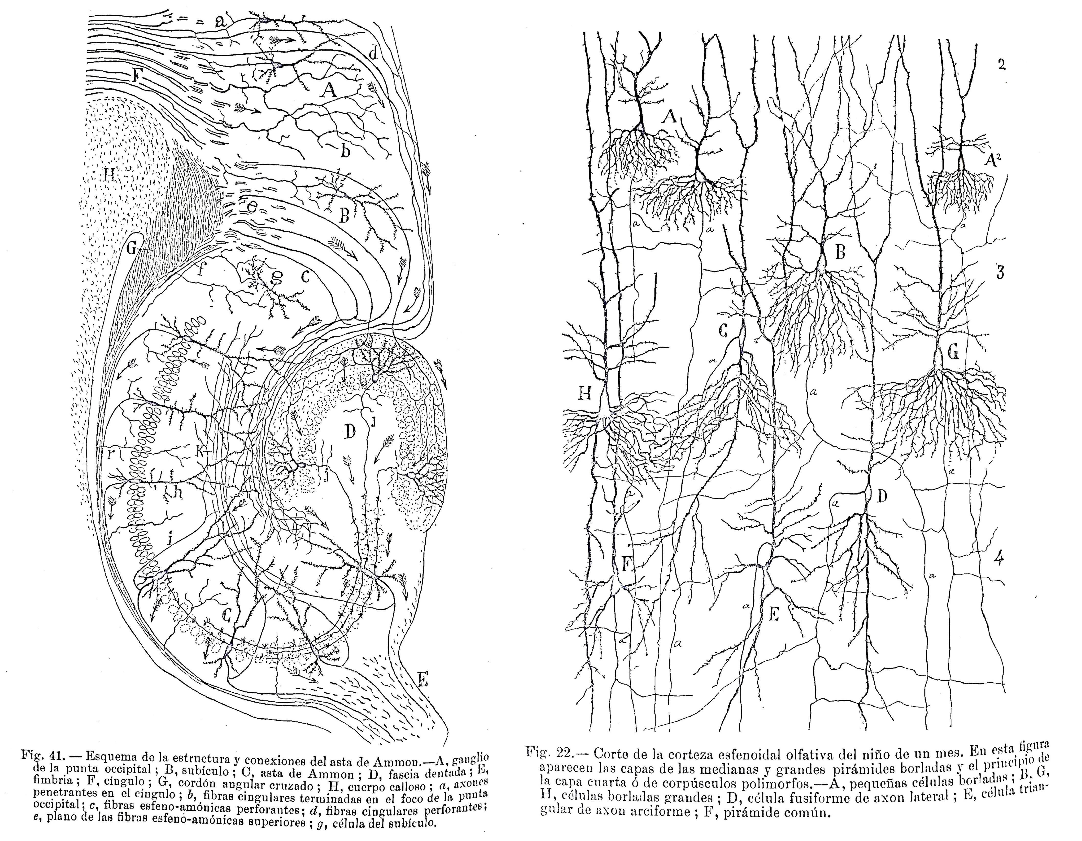 Dibujos de Santiago Ramón y Cajal incluidos en el primer volumen de Trabajos del Laboratorio de Investigaciones Biológicas.
