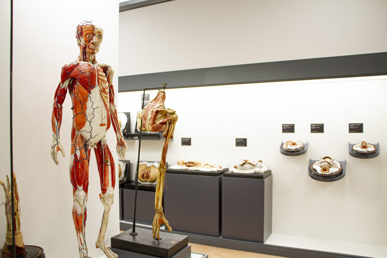 Exposición permanente de figuras anatómicas de cera en la Facultad de