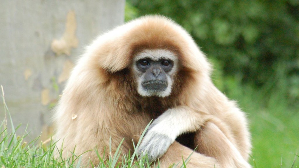 A photograph of a White-handed Gibbon (Hylobates lar). Photo taken at the Philadelphia Zoo where it was identified. Camera and Exposure Details: Camera: Nikon D50 Lens: Quantaray AF Zoom 70-300mm 1:4-5.6D LDO Macro Exposure: 300mm (450mm in 35mm equivalent) f/11 @ 1/125 s.